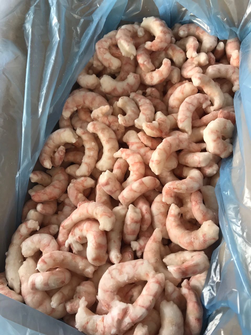 Argentine Red Shrimp